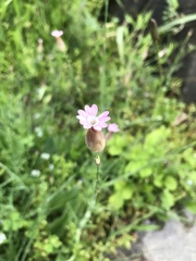 Petrorhagia prolifera