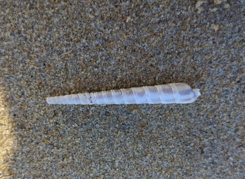 Terebra commaculata observed 2023-12-19