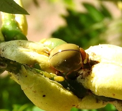 Paraneda viridescens