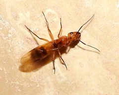 Camponotus conspicuus