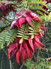 Clianthus puniceus