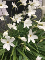Ipheion