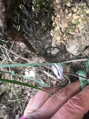 Cyclamen balearicum