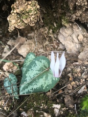 Cyclamen balearicum