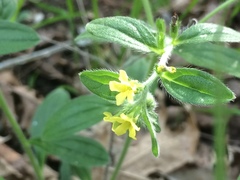 Lithospermum tuberosum