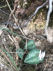 Cyclamen balearicum