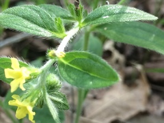 Lithospermum tuberosum
