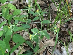 Lithospermum tuberosum