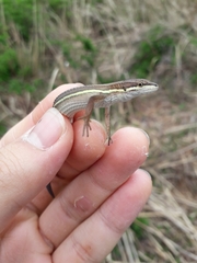 Takydromus wolteri