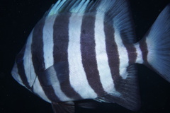 Barred Knifejaw photo 5