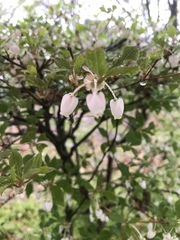 Enkianthus perulatus