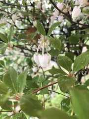 Enkianthus perulatus