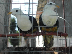 Ptilinopus cinctus