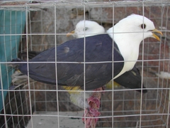 Ptilinopus cinctus
