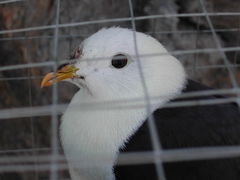 Ptilinopus cinctus