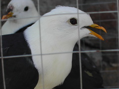 Ptilinopus cinctus