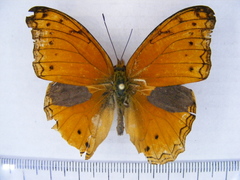 Lachnoptera anticlia