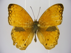 Lachnoptera anticlia