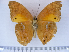 Lachnoptera anticlia