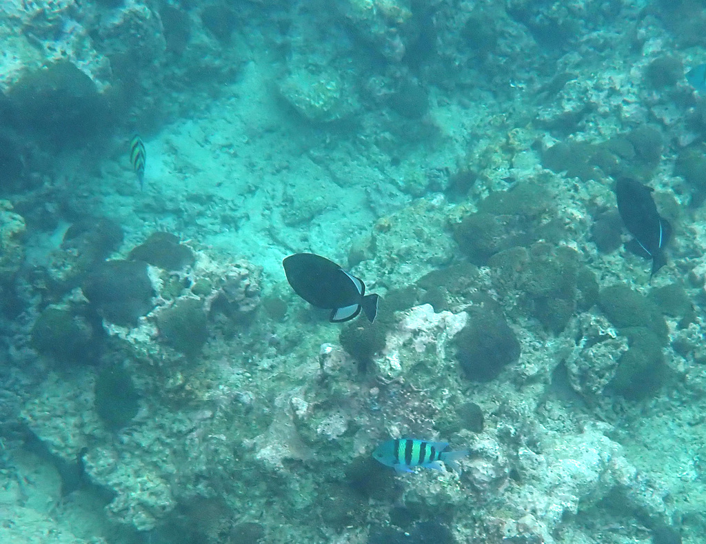 Pinktail × Black-finned Triggerfish