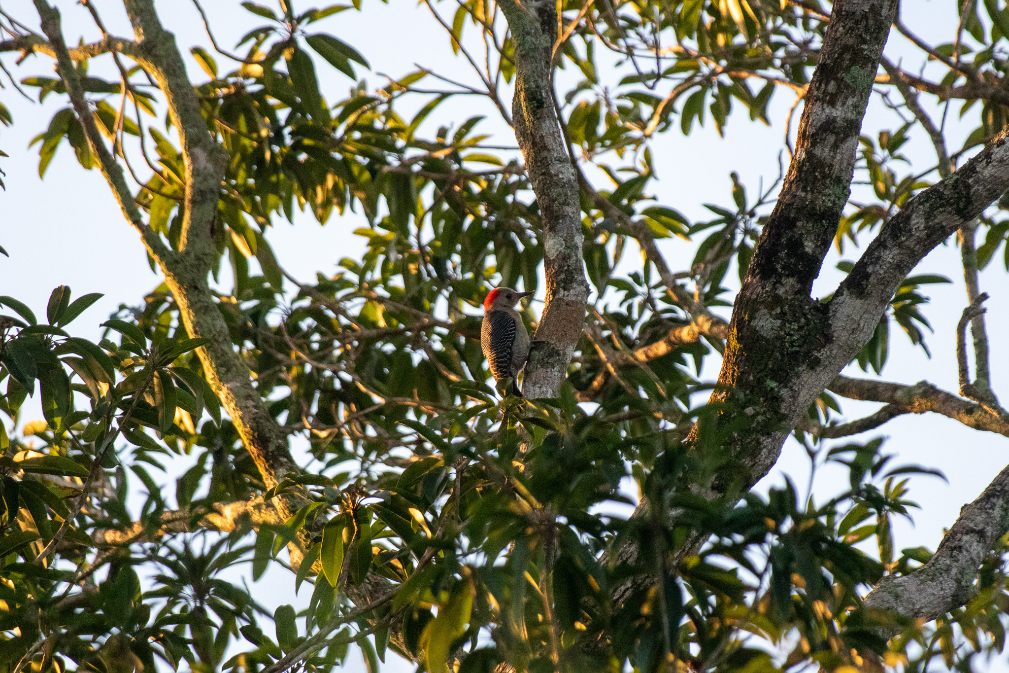 Yucatan Woodpecker illustration