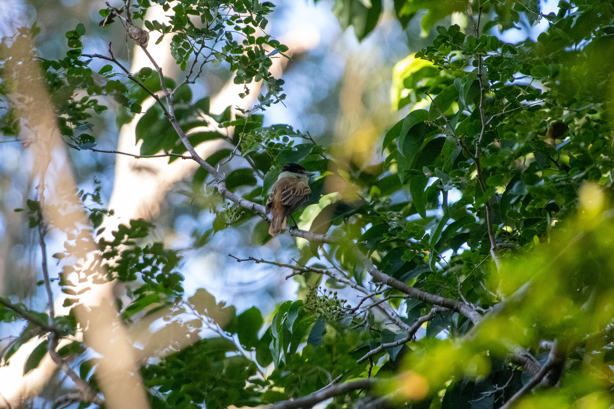 Grey-collared Becard (Pachyramphus major), photo 5