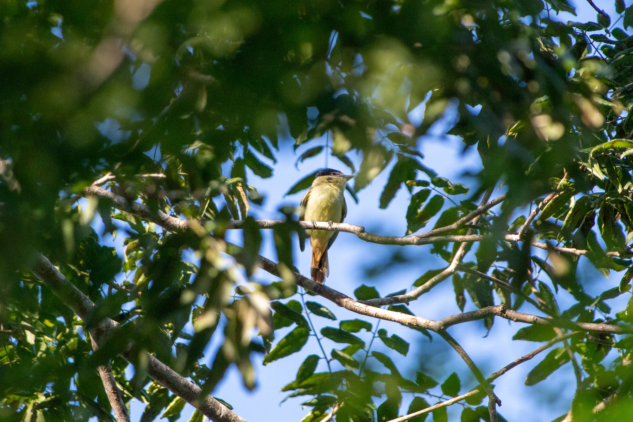 Grey-collared Becard (Pachyramphus major), photo 6