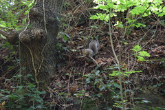 Sciurus carolinensis