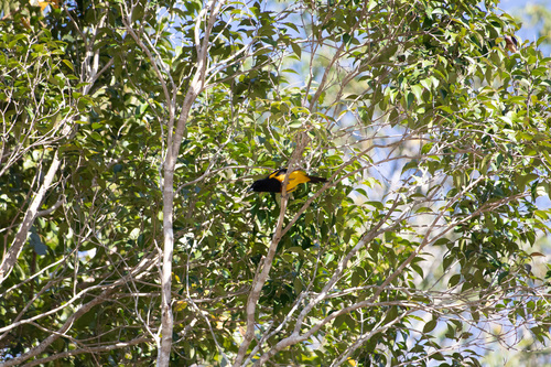 Black-cowled Oriole (Icterus prosthemelas), photo 7