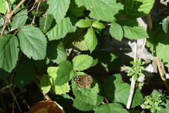 Pararge aegeria