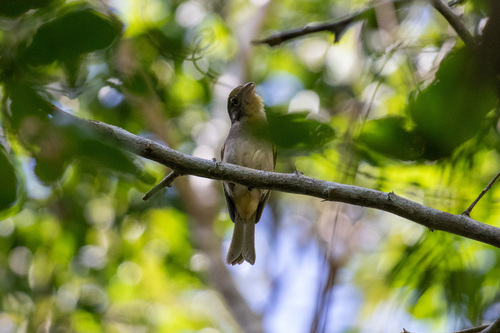 Rose-throated Tanager (Piranga roseogularis), photo 4