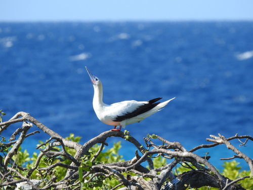 Piquero patirrojo (Sula sula)