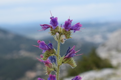 Echium vulgare