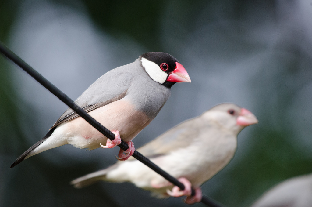 Java Sparrow photo