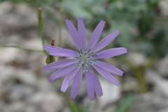 Lactuca perennis