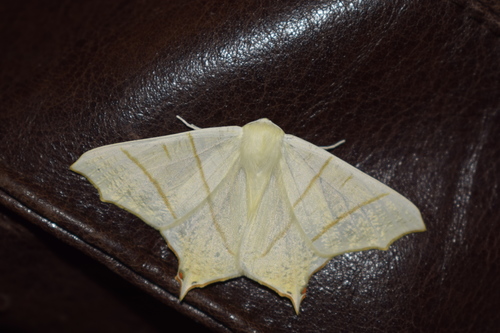 Swallow-tailed Moth