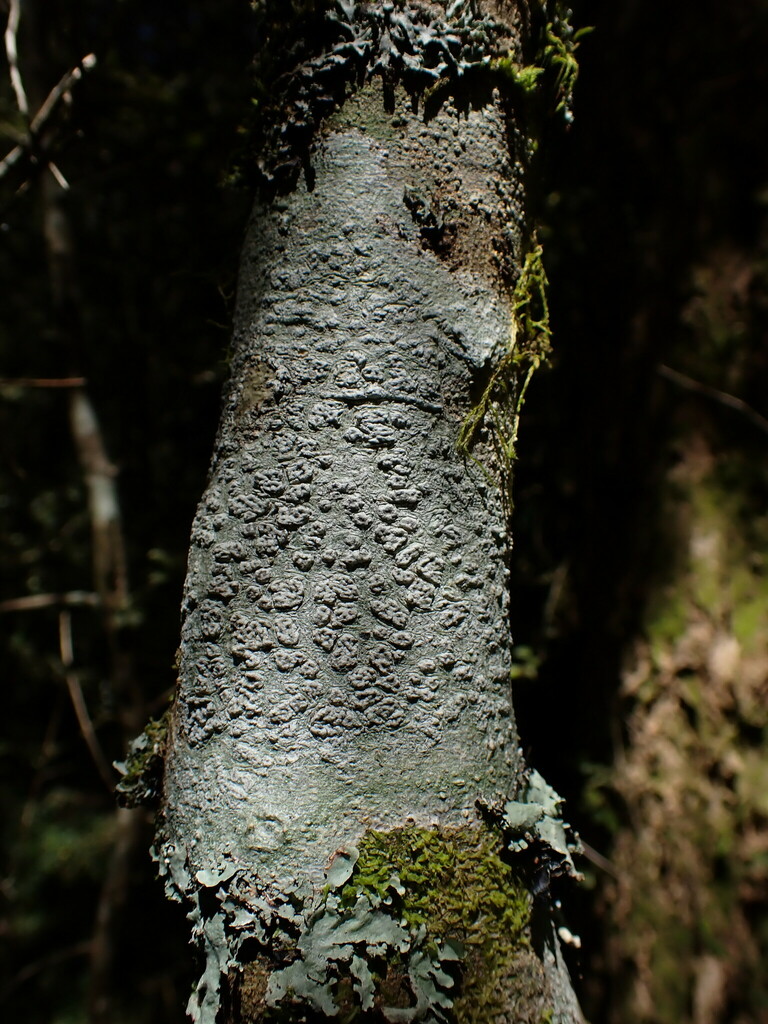 Pertusaria leucoplaca