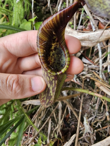 Nepenthes fusca