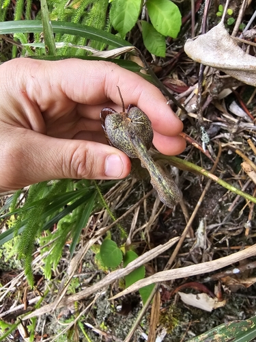 Nepenthes fusca