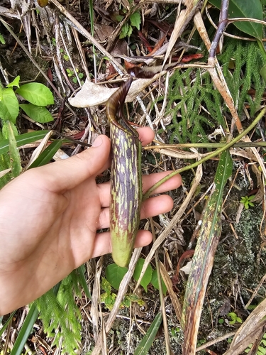 Nepenthes fusca