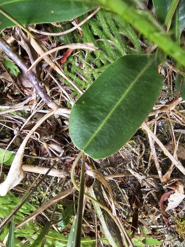 Nepenthes fusca