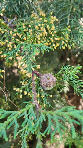 Cedar-of-Goa (Hesperocyparis lusitanica)