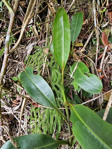Nepenthes fusca