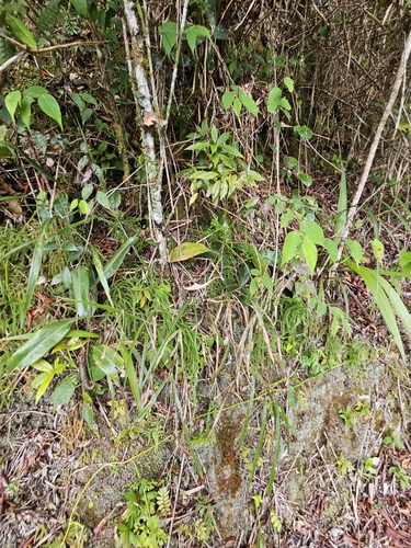 Nepenthes fusca