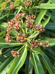 Euphorbia mellifera