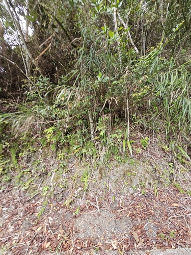 Nepenthes fusca