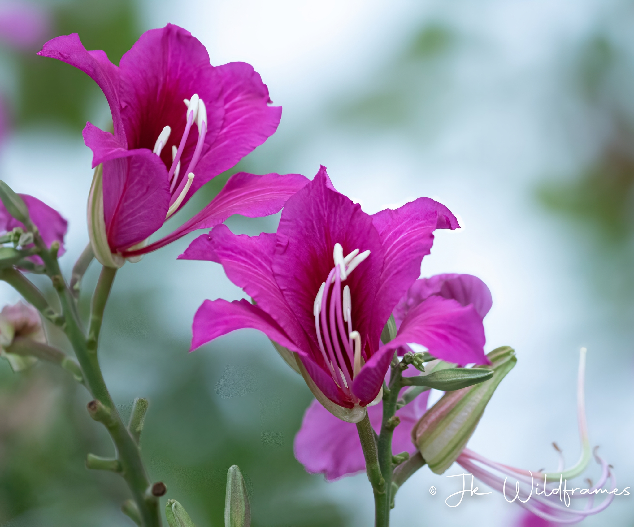 Imagem de Orquídea-de-hong-kong
