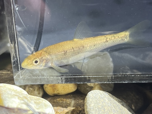 Largescale stoneroller (Campostoma oligolepis) — Cyprinidae — 4