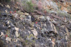 Brunsvigia marginata