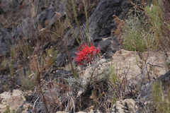 Brunsvigia marginata